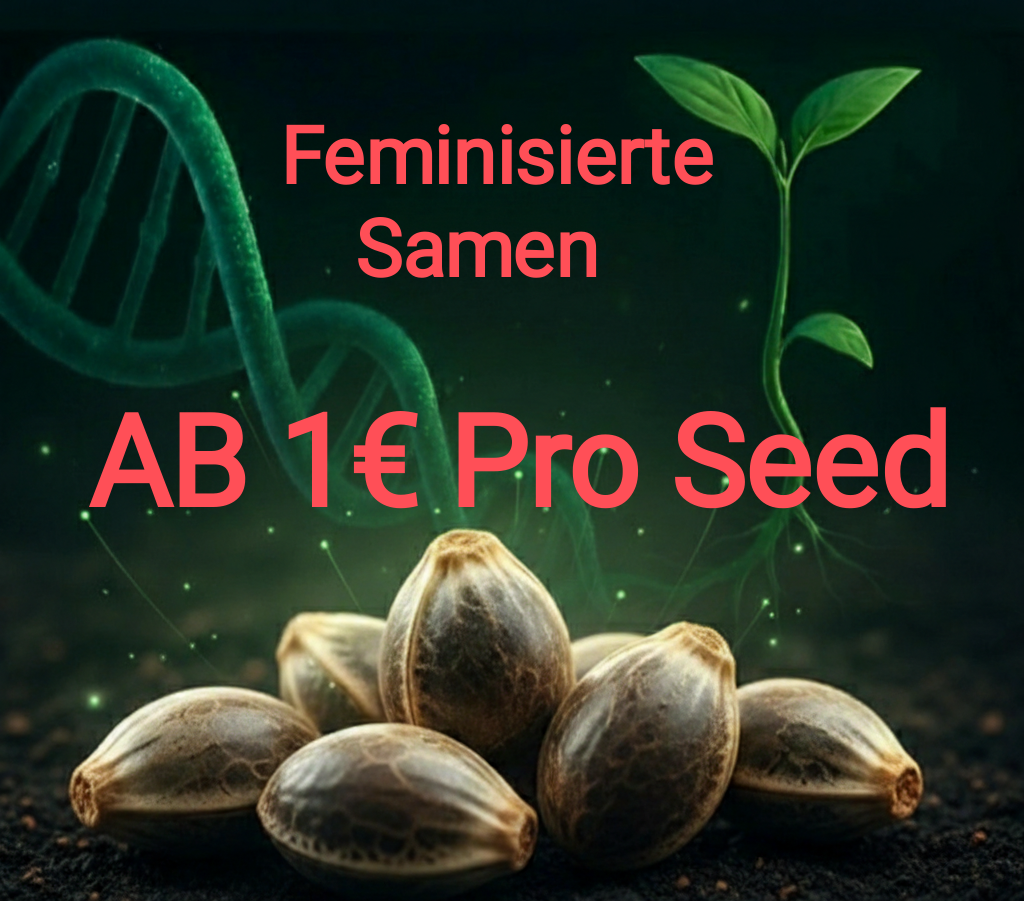 Feminisierte Samen Ab 1€ Top Selektiert