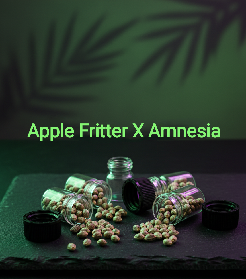 Apple Fritter X Amnesia Feminisiert  Sativa 65% Indica 35% Blütezeit 63 - 70 Tage