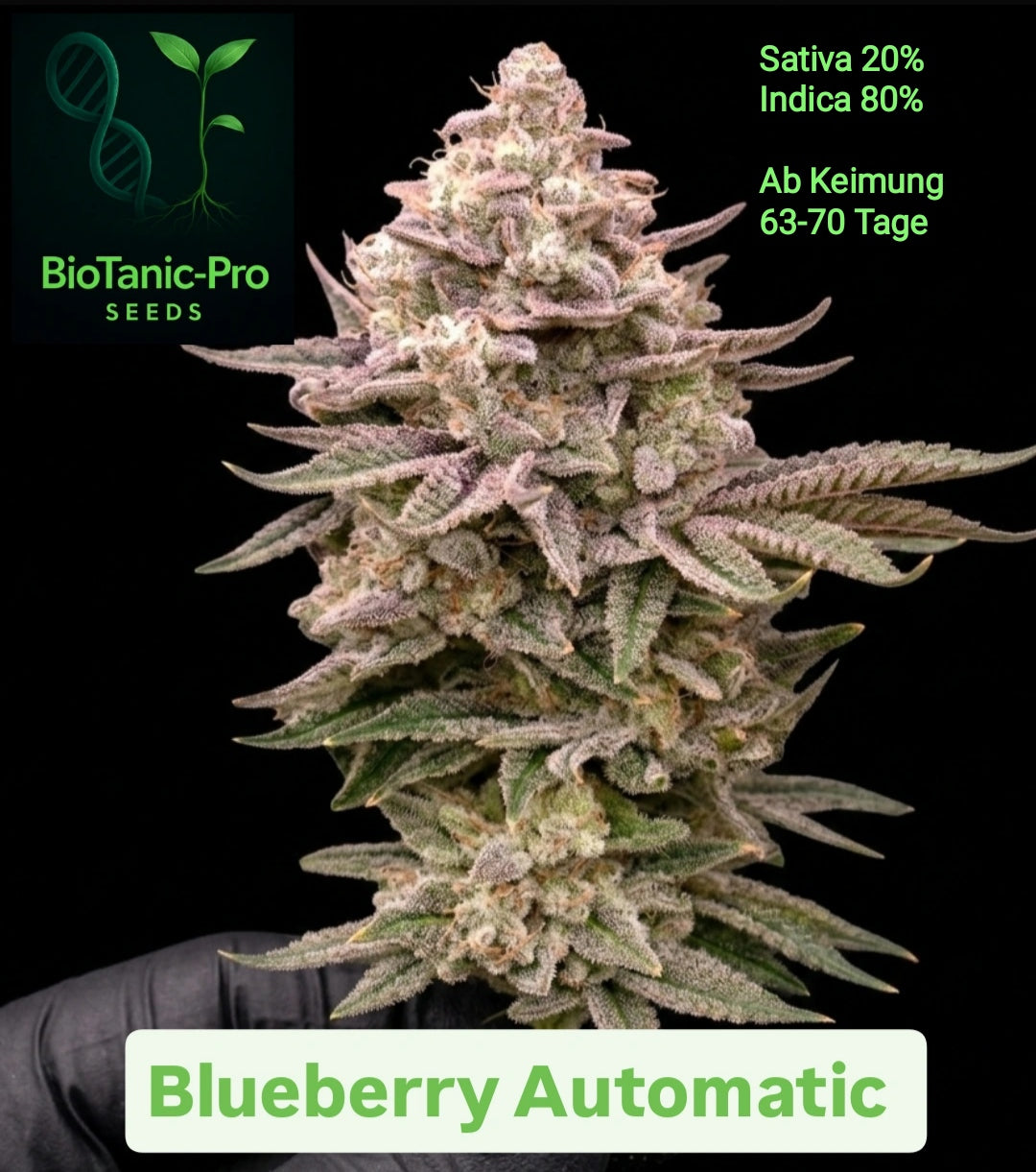 BioTanic-Pro Blueberry Automatic Sativa 20% Indica 80% Lebenszyklus 63-70 Tage Sehr Fruchtiger Blueberry Geschmack