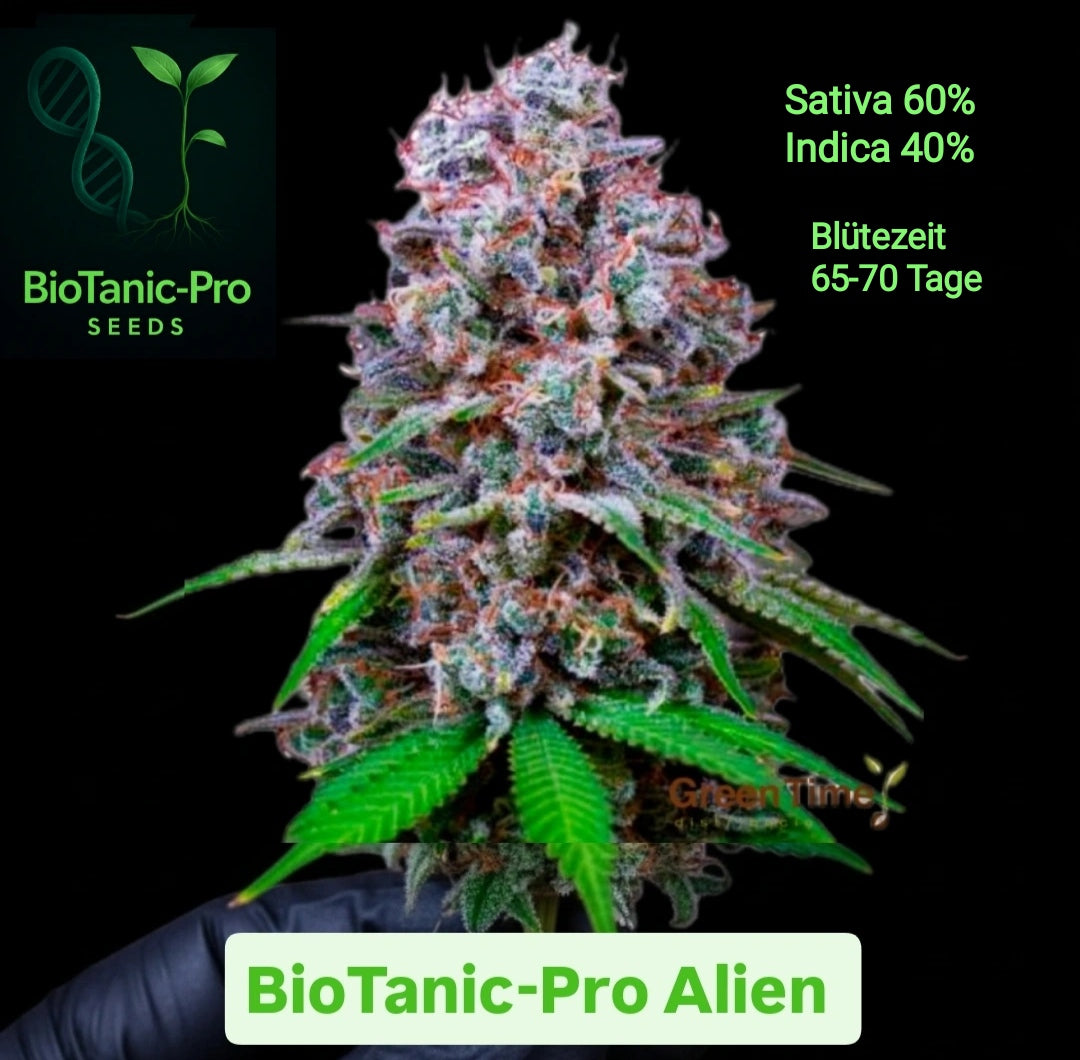 BioTanic-Pro Alien 100% Feminisiert sehr schöne Pflanze mit köstlichem Aroma. Sativa 60% Indica 40% Blütezeit 65-70 Tage