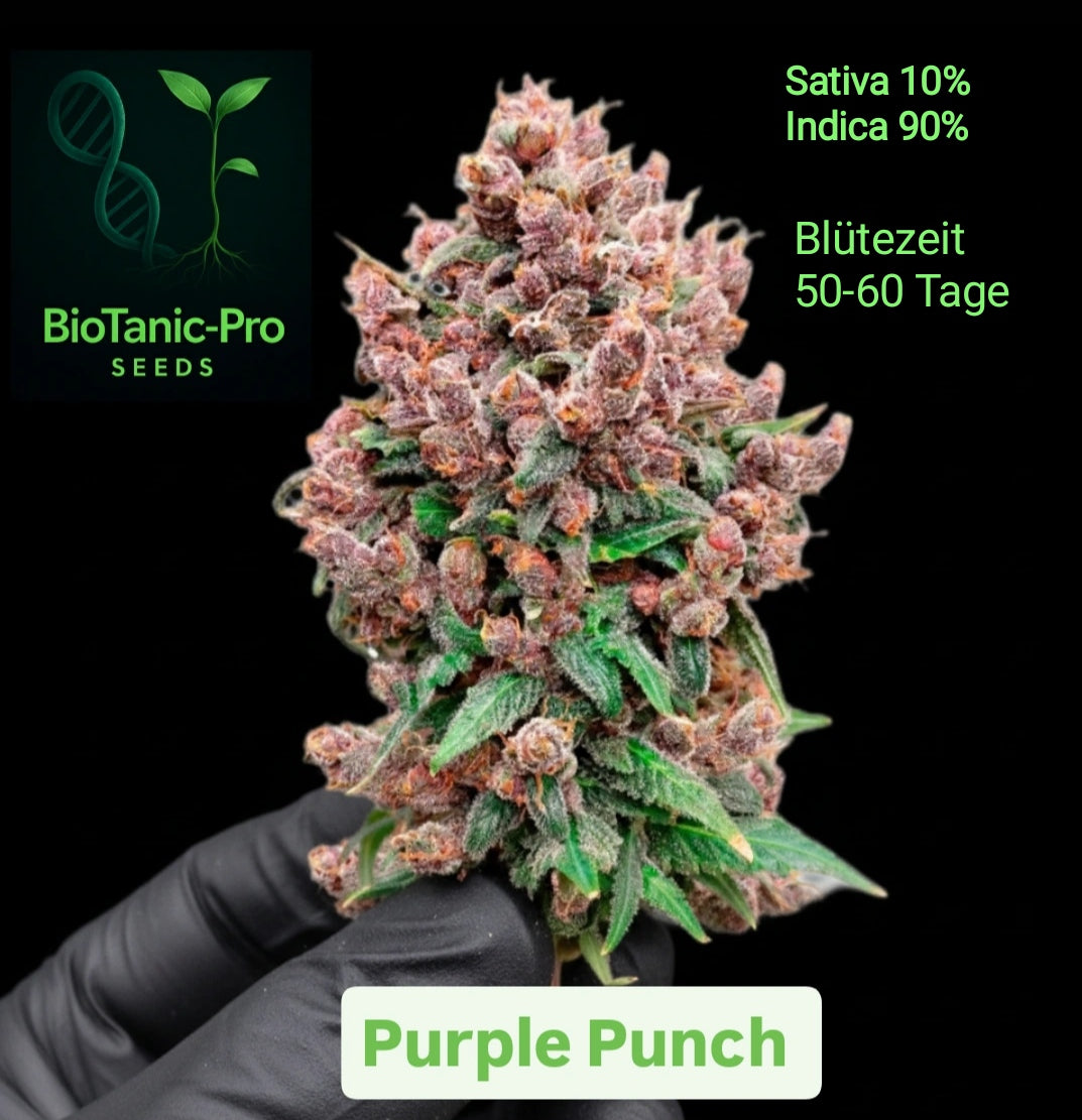 BioTanic-Pro Purple Punch 100% Feminisiert 10% Sativa 90% Indica Blütezeit Nur 50-60 Tage Hohe Erträge