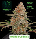 BioTanic-Pro Orange Cookies Feminisiert Sativa 50% Indica 50% Blütezeit 65-70 Tage Geschmack nach Zitrus Orange