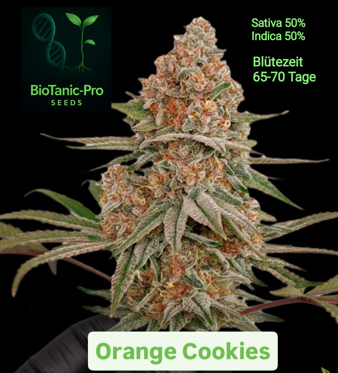 BioTanic.Pro Orange Cookies 100% Feminisiert Sativa 50% Indica 50% Blütezeit 65-70 Tage Geschmack nach Zitrus Orange