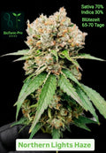 BioTanic-Pro Northern Lights Haze Feminisiert 70% Sativa 30% Indica Blütezeit 65-70 Tage Zitrus Haze Geschmack