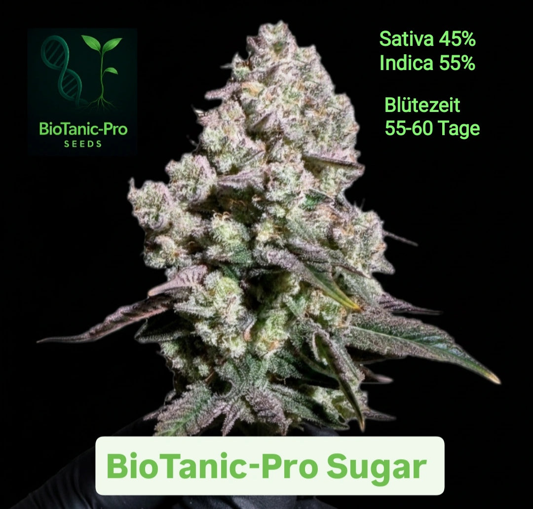 BioTanic-Pro Sugar 45% Sativa 55% Indica 100% Feminisiert sehr starke Sorte Blütezeit 55-60 Tage