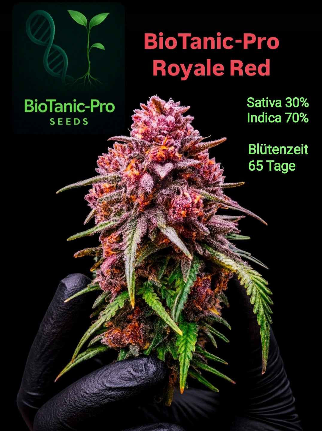BioTanic-Pro Royale Red 30% Sativa 70% Indica 100% Feminisiert Blütezeit 65 Tage gehört mit zu den Top Sorten