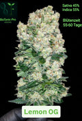 BioTanic-Pro Lemon OG 55% Sativa 45% Indica Blütezeit 55-60 Tage 100% Feminisiert