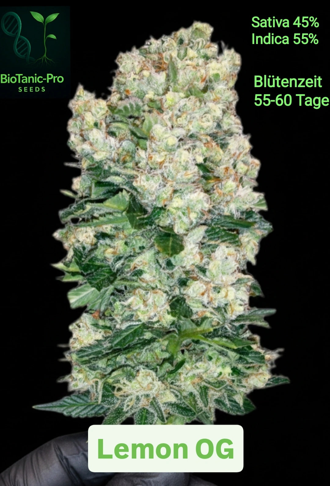 BioTanic-Pro Lemon OG 55% Sativa 45% Indica Blütezeit 55-60 Tage 100% Feminisiert