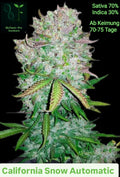 BioTanic-Pro California Snow Automatic Sativa 70% Indica 30% Lebenszyklus 70-76 Tage Sehr lecker im Geschmack und starke Wirkung