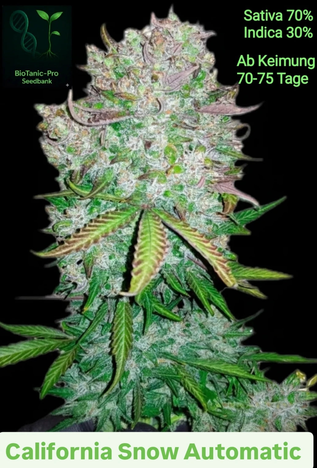 BioTanic-Pro California Snow Automatic Ab der Keimung 70-76 Tage Lebenszyklus sehr lecker im Geschmack und starke Wirkung
