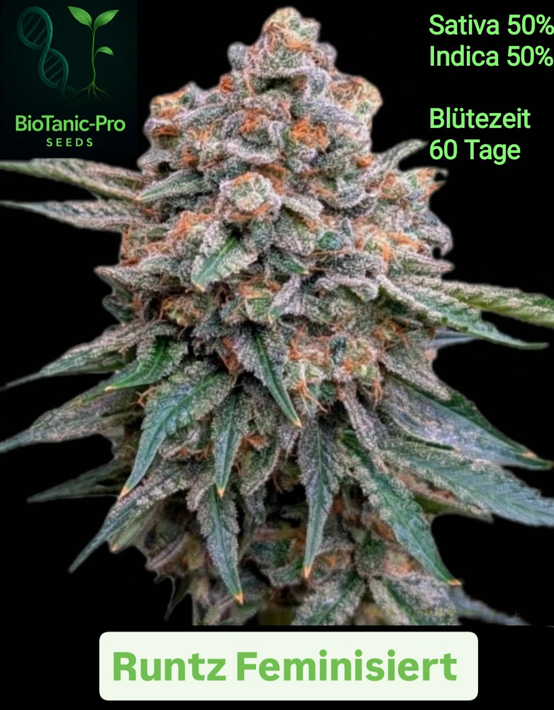 BioTanic.Pro Runtz 100% Feminisiert Sativa 50% Indica 50% sehr leckeres Aroma und starke Wirkung  Blütezeit 60 Tage
