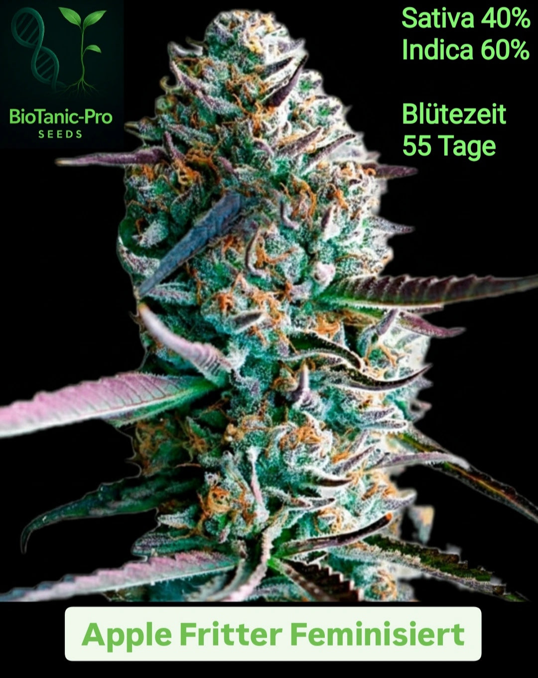 BioTanic-Pro Apple Fritter 100% Feminisiert Sativa 40% Indica 60% Blüttezeit 55 Tage Aroma von Apfel und Karamell