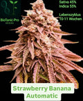BioTanic-Pro Strawberry Banana Automatic Sativa 45% Indica 55% Lebenszyklus 10-11 Wochen Sehr hoher THC Gehalt