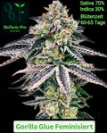 BioTanic-Pro Gorilla Glue Feminisiert Sativa 70% Indica 30% Blütezeit 60-65 Tage sehr Harzig und süß vom Geschmack