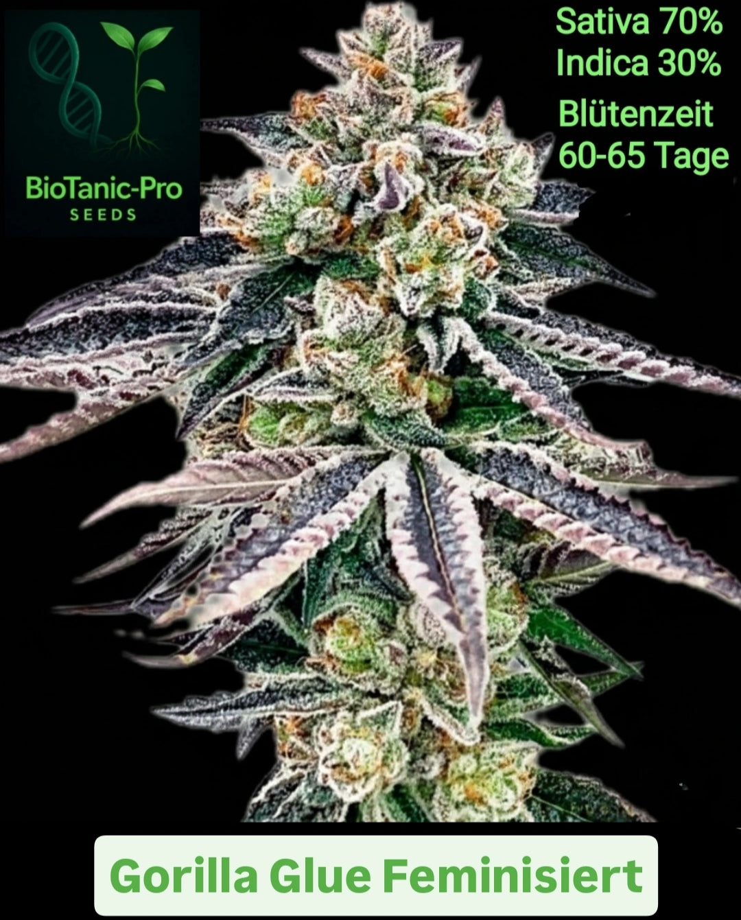 BioTanic-Pro Gorilla Glue 100% Feminisiert Sativa 70% Indica 30% Blütezeit 60-65 Tage sehr Harzig und süß vom Geschmack