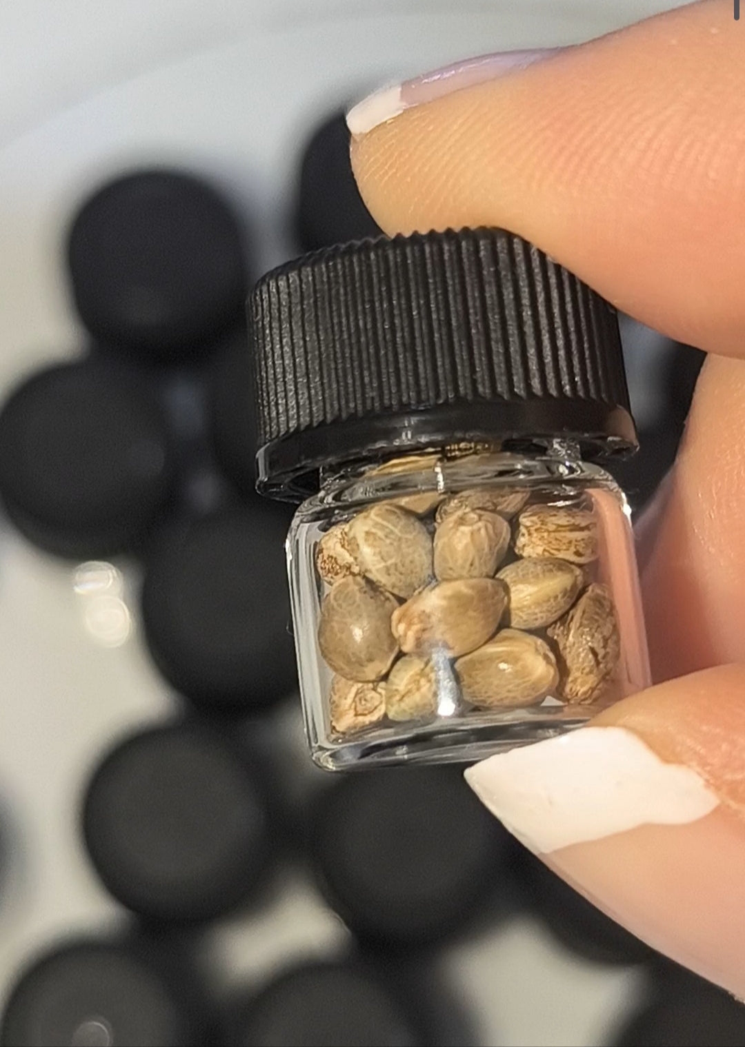 Amnesia Kush Feminisiert  Sativa 30% Indica 70%  Blütezeit 60-70 Tage