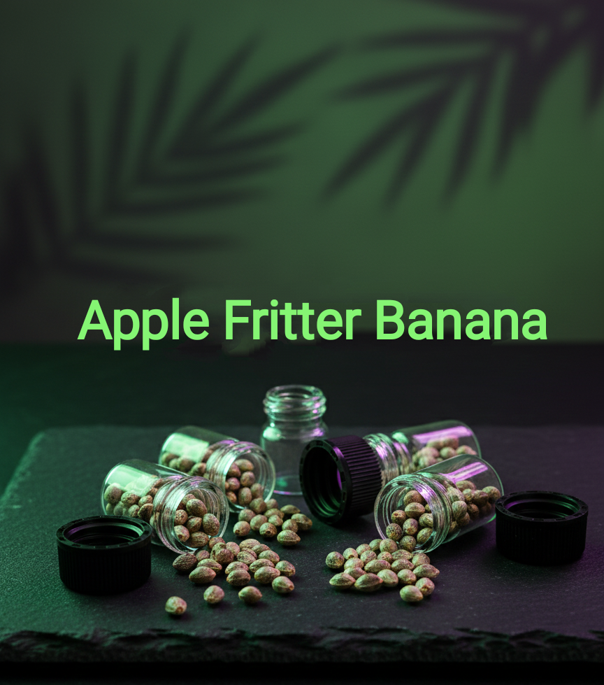Apple Fritter Banana Feminisiert  Sativa 40% Indica 60%  Blütezeit 56-63 Tage