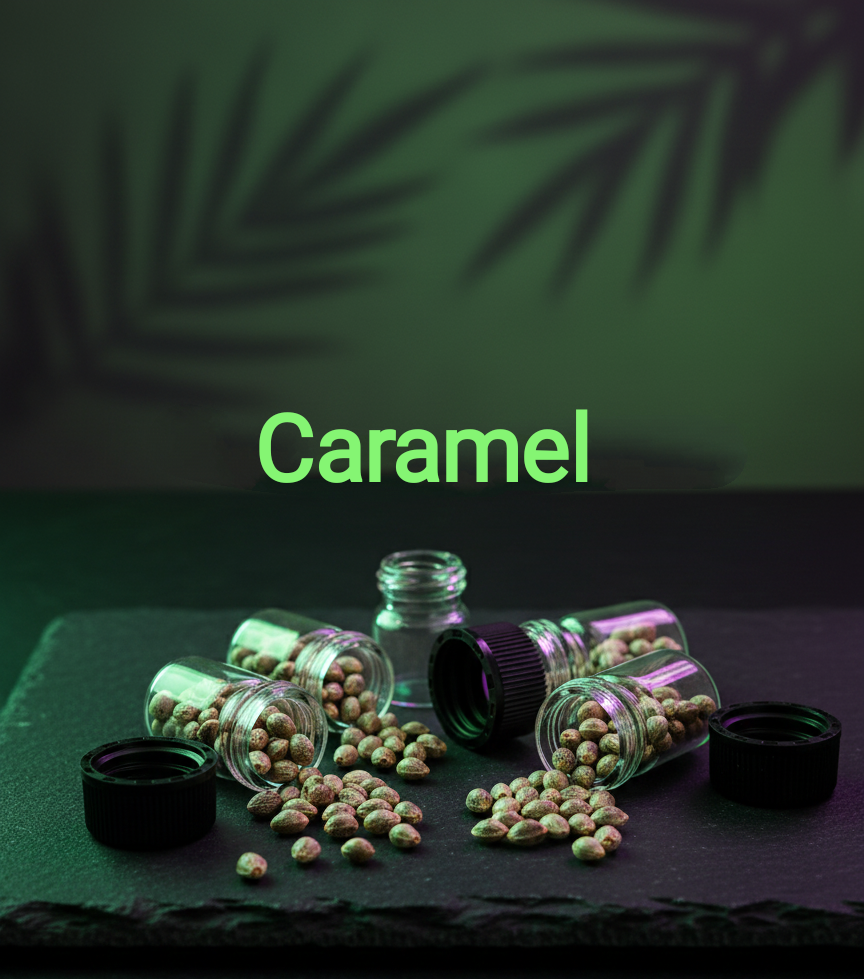 Cream Caramel Automatic  Sativa 12% Indica 85% Lebenszyklus ab Keimung 8-9 Wochen