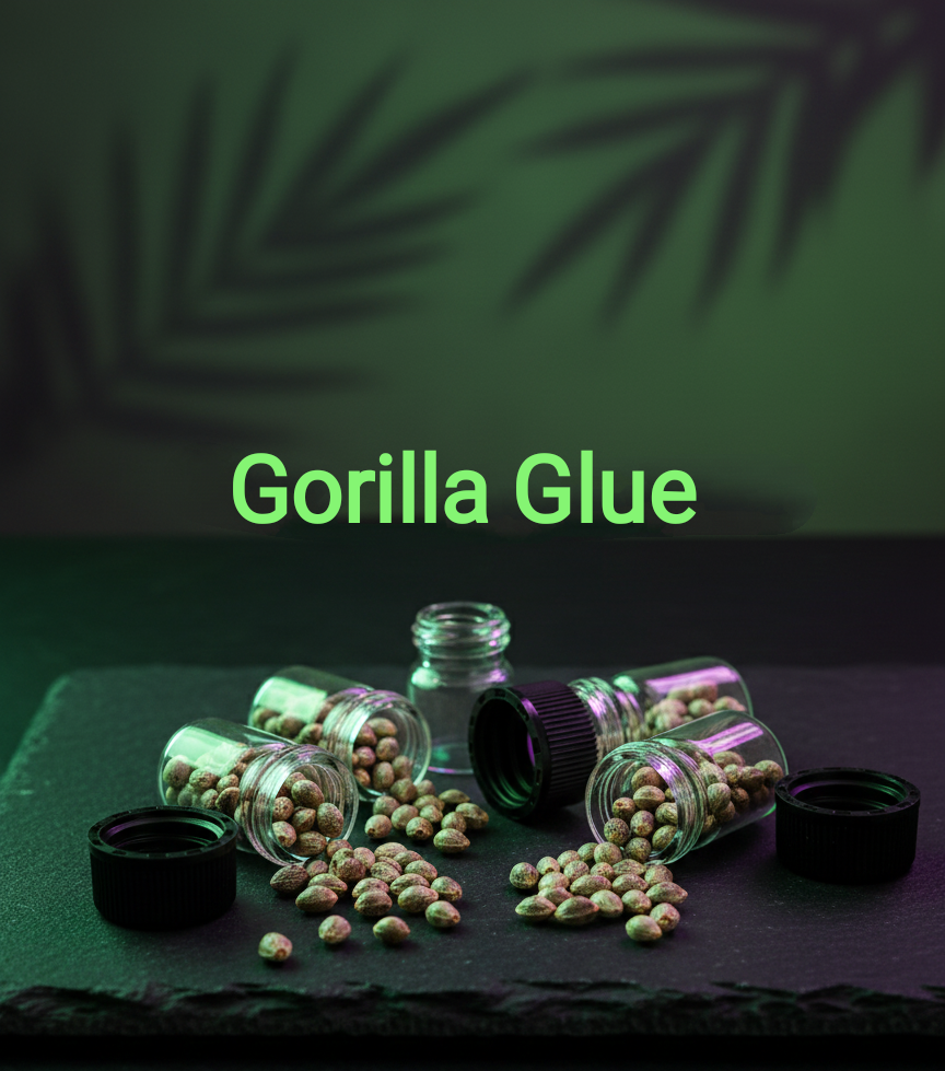Gorilla Glue Automatic Sativa 30% Indica 70%Lebenszyklus ab Keimung 9-10 Wochen