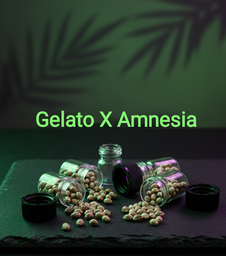 Gelato X Amnesia Feminisiert  Sativa 70% Indica 30% Blütezeit 63-70 Tage