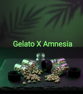 Gelato X Amnesia Feminisiert  Sativa 70% Indica 30% Blütezeit 63-70 Tage