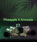 Pineapple X Amnesia Feminisiert  Sativa 70% Indica 30% Blütezeit 63-65 Tage