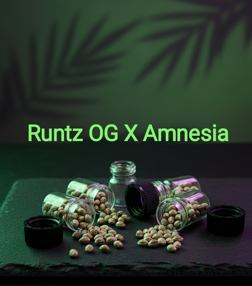 Runtz OG X Amnesia Feminisiert Sativa 65% 35% Blütezeit 63-70 Tage
