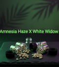 Old School Amnesia X White Widow Feminisiert Sativa 60% Indica 40%  Blütezeit 63-70 Tage