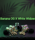 Banana OG X White Widow Feminisiert Sativa 30% Indica 70% Blütezeit 56-63 Tage