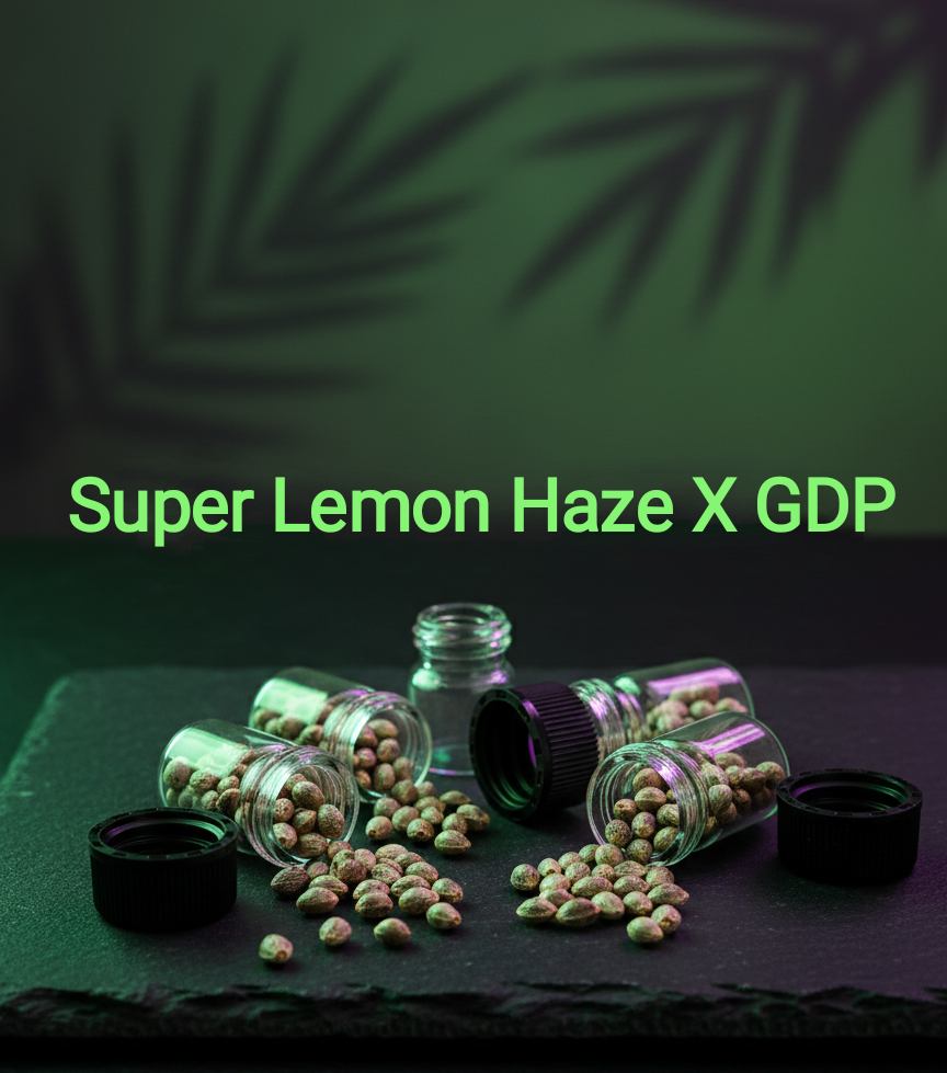 Super Lemon Haze X GDP Feminized Sativa 60% Indica 40% Flowering time 63-70 days Something for connoisseurs