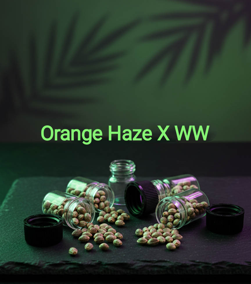 Orange Haze X WW Feminisiert  Sativa 65% Indica 35% Blütezeit 63.70 Tage