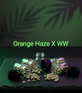 Orange Haze X WW Feminisiert  Sativa 65% Indica 35% Blütezeit 63.70 Tage