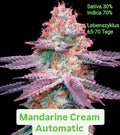 Mandarine Cream Automatic Sativa 30% Indica 70% Lebenszyklus 65-70 Tage