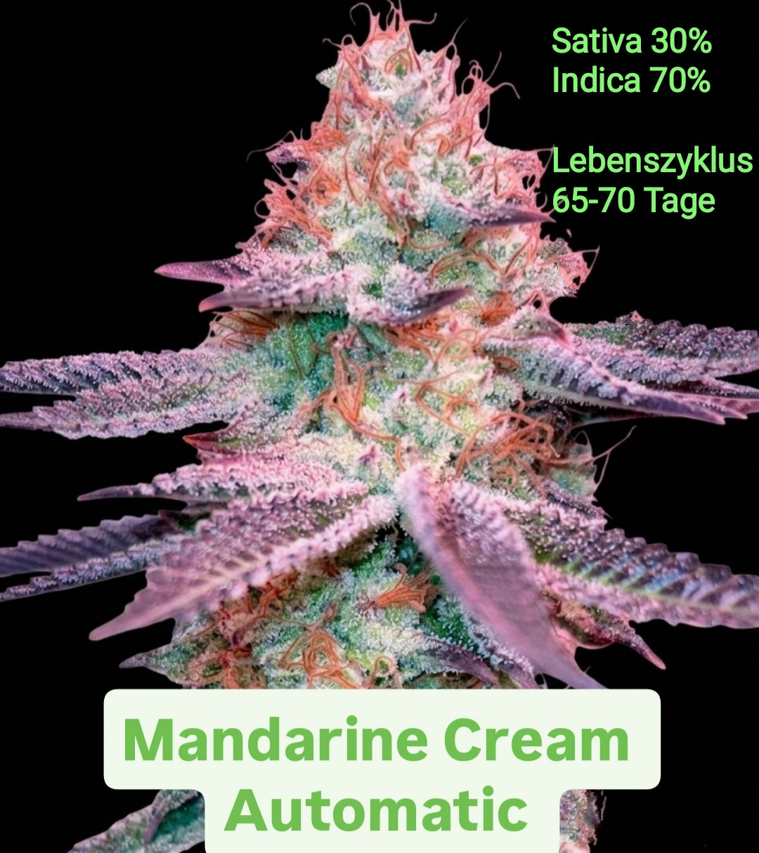 Mandarine Cream Automatic Sativa 30% Indica 70% Lebenszyklus 65-70 Tage