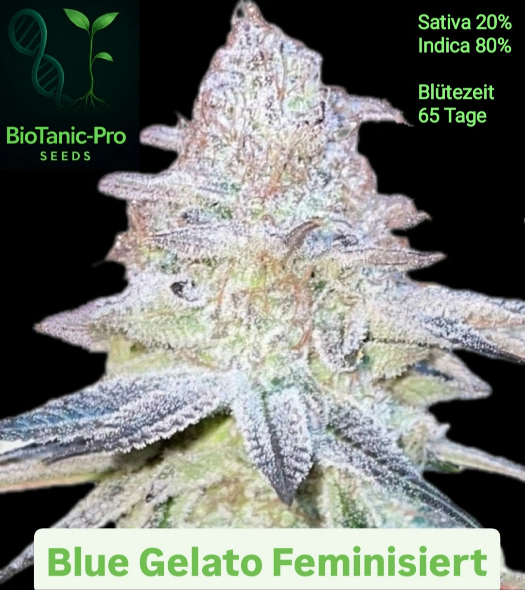 BioTanic-Pro Blue Gelato Feminisiert Sativa 20% Indica 80% Blütezeit 60-65 Tage USA Genetik