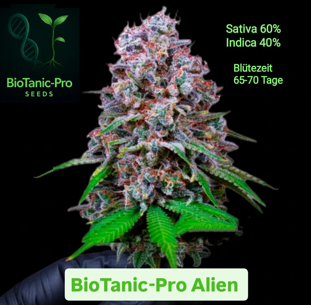 BioTanic-Pro Alien Feminisiert sehr schöne Pflanze mit köstlichem Aroma. Sativa 60% Indica 40% Blütezeit 65-70 Tage