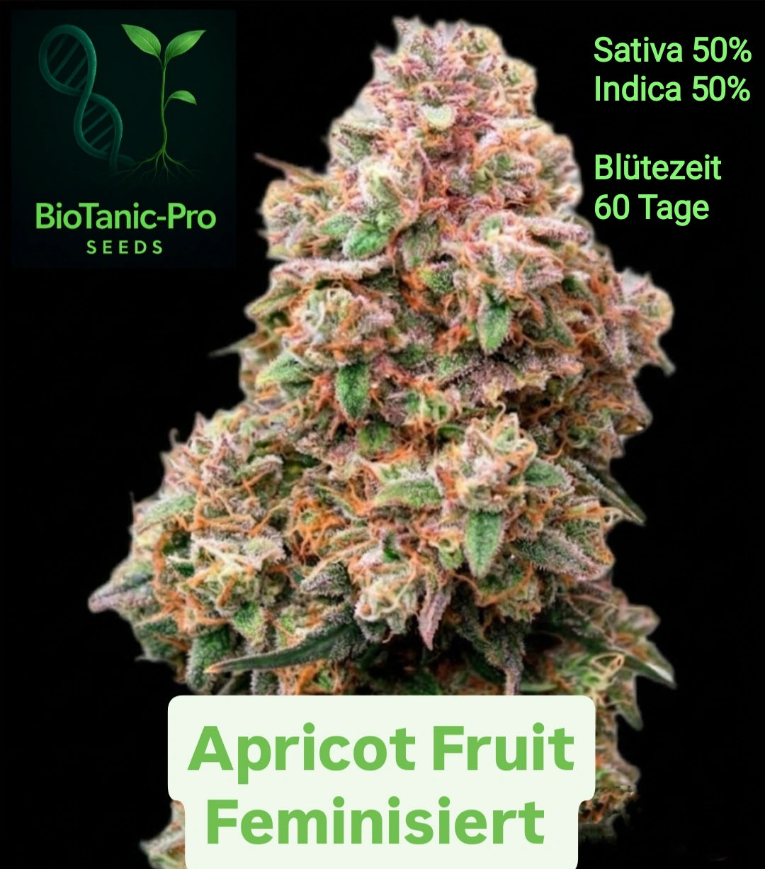 BioTanic-Pro Apricot Fruit Feminisiert Sativa 50% Indica 50% Blütezeit 60 Tage Mea Fruchtig USA Genetik