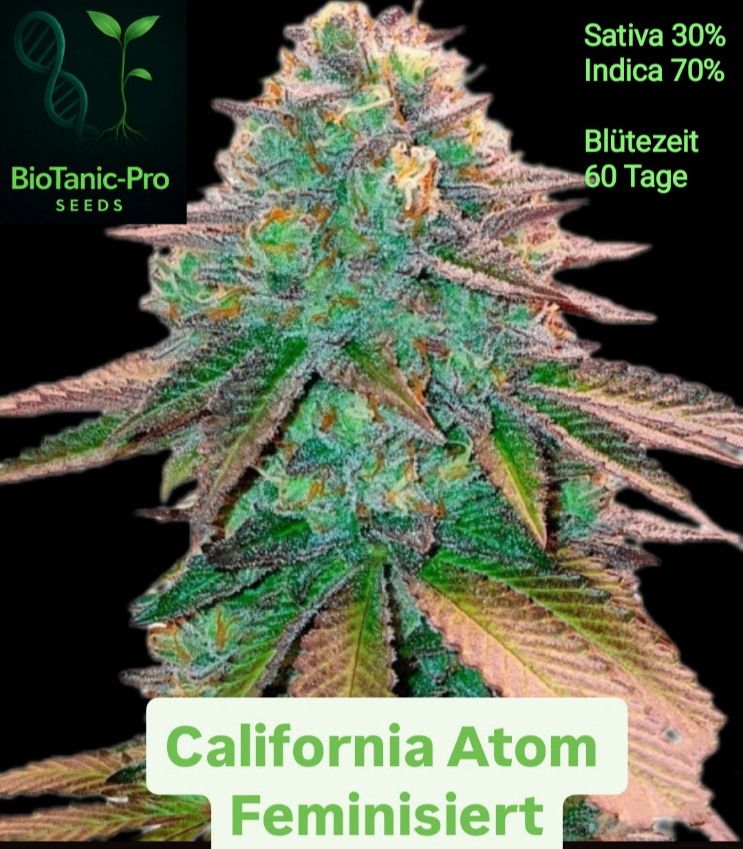 BioTanic-Pro California Atom Feminisiert Sativa 30% Indica 70% Blütezeit 60 Tage Top USA Genetik