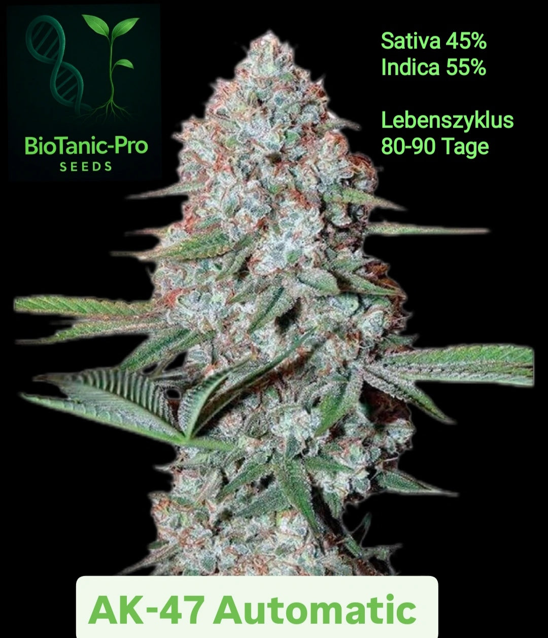 BioTanic-Pro AK-47 Automatic Sativa 45% Indica 55% Lebenszyklus 80-90 Tage