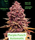BioTanic-Pro Purple Punch Automatic Sativa 15% Indica 85% Lebenszyklus Nur 58-65 Tage
