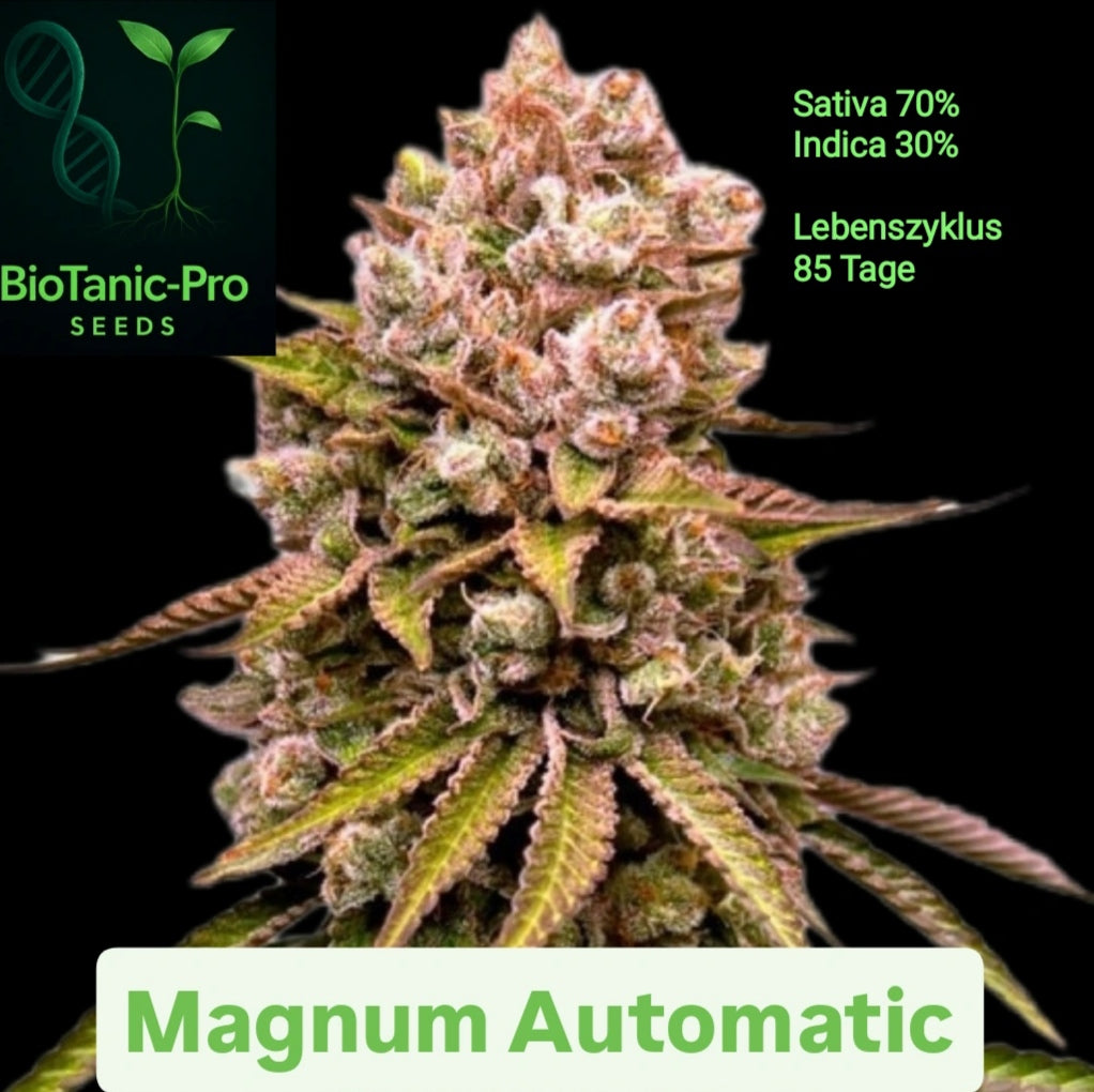BioTanic-Pro Magnum Automatic Sativa 70% Indica 30% Lebenszyklus 85 Tage