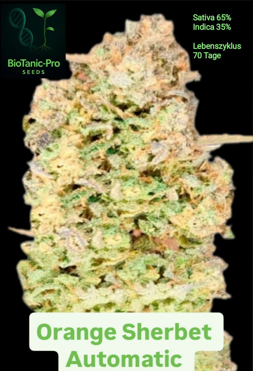 BioTanic-Pro Orange Sherbet Automatic Sativa 65% Indica 35% Lebenszyklus 70 Tage