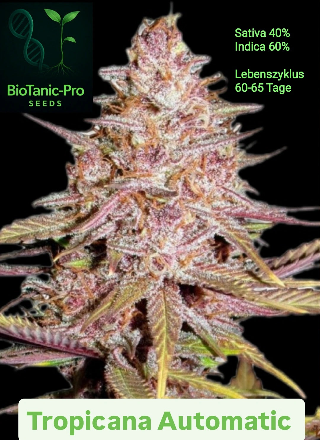 BioTanic-Pro Tropicanna Automatic Sativa 40% Indica 60% Lebenszyklus 60-65 Tage