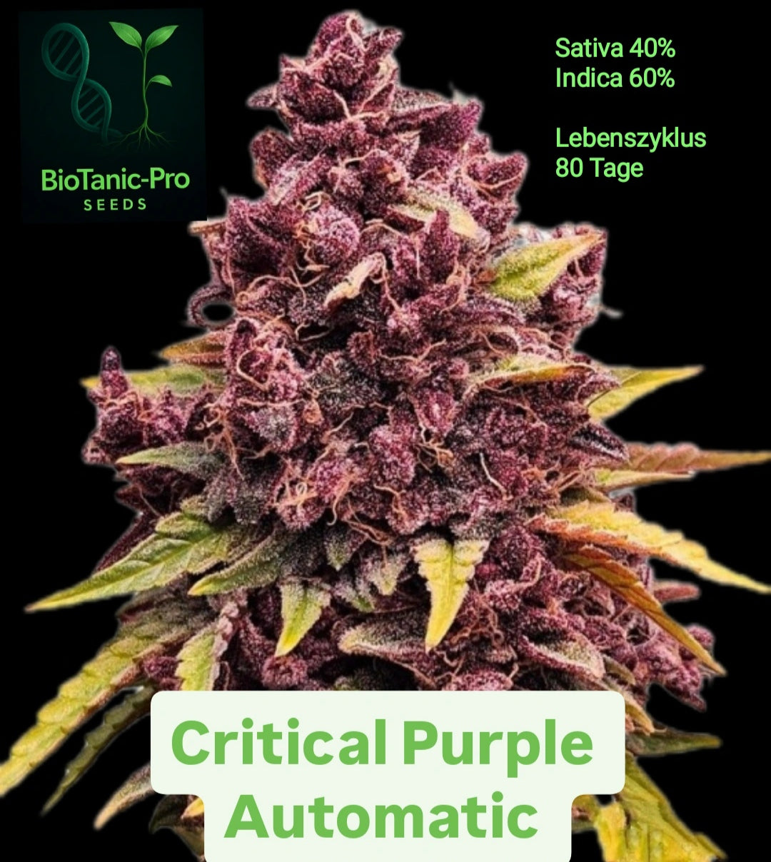 BioTanic-Pro Critical Purple Automatic Sativa 40% Indica 60% Lebenszyklus 80 Tage