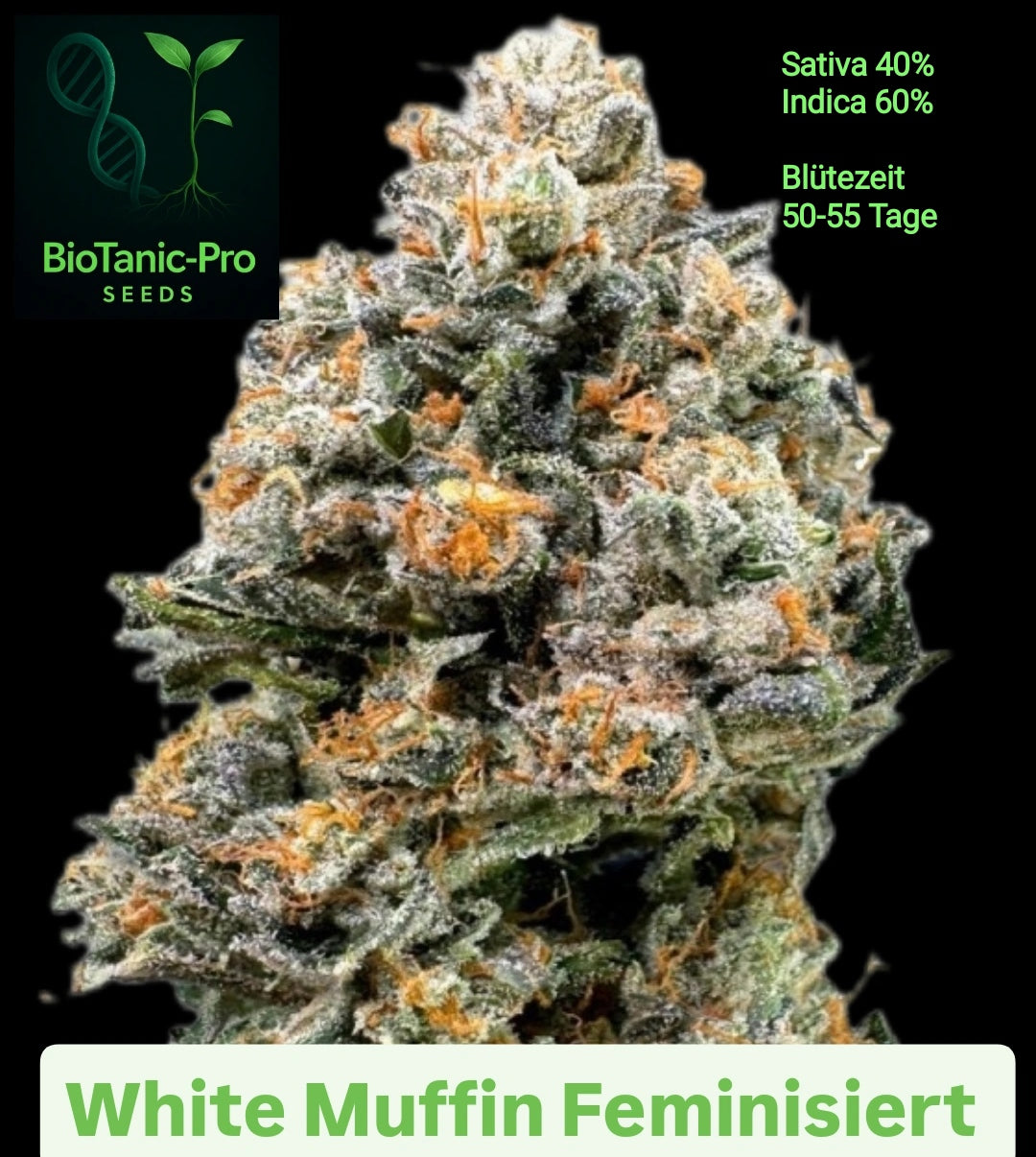 BioTanic-Pro White Muffin Feminisiert Sativa 40% indica 60% Blütezeit Nur 50-55 Tage XXL Ertrag USA Genetic