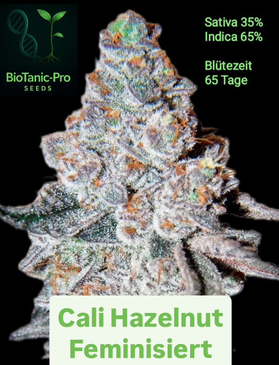 BioTanic-Pro Cali Hazelnut Feminisiert Sativa 35% Indica 65% Blütezeit 60-65 Tage USA Gentik