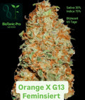 BioTanic-Pro Orange X G13 Feminized Sativa 30% Indica 70% Flowering Time 65 Days Top Genetics