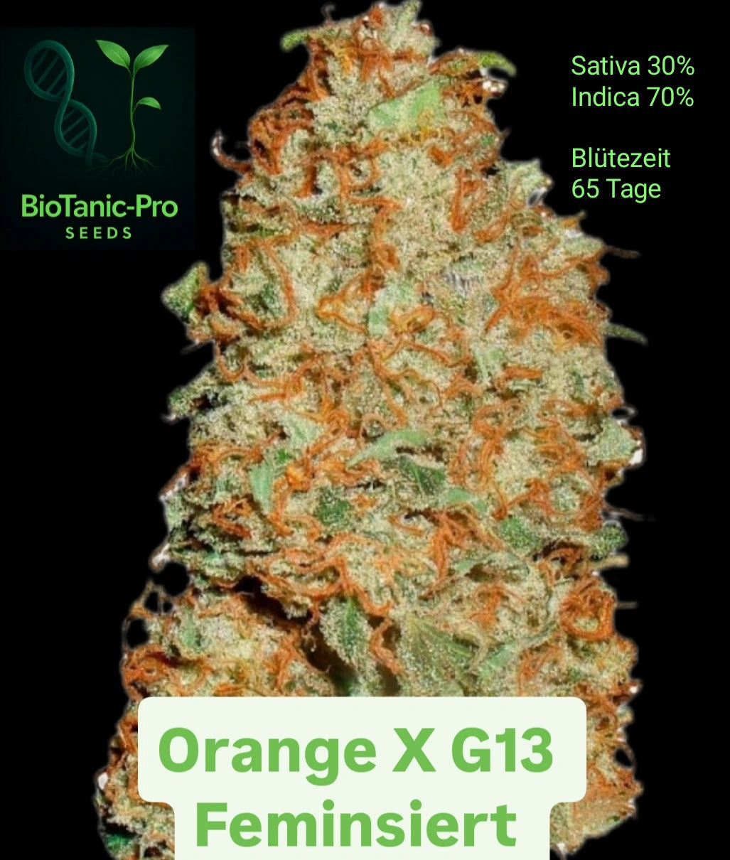 BioTanic-Pro Orange X G13 Feminisiert Sativa 30% Indica 70% Blütezeit 65 Tage Top Genetik