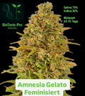 BioTanic-Pro Amnesia Gelato Feminisiert Sativa 70% Indica 30% Blütezeit 65-70 Tage Der Sativa Gigant XXL