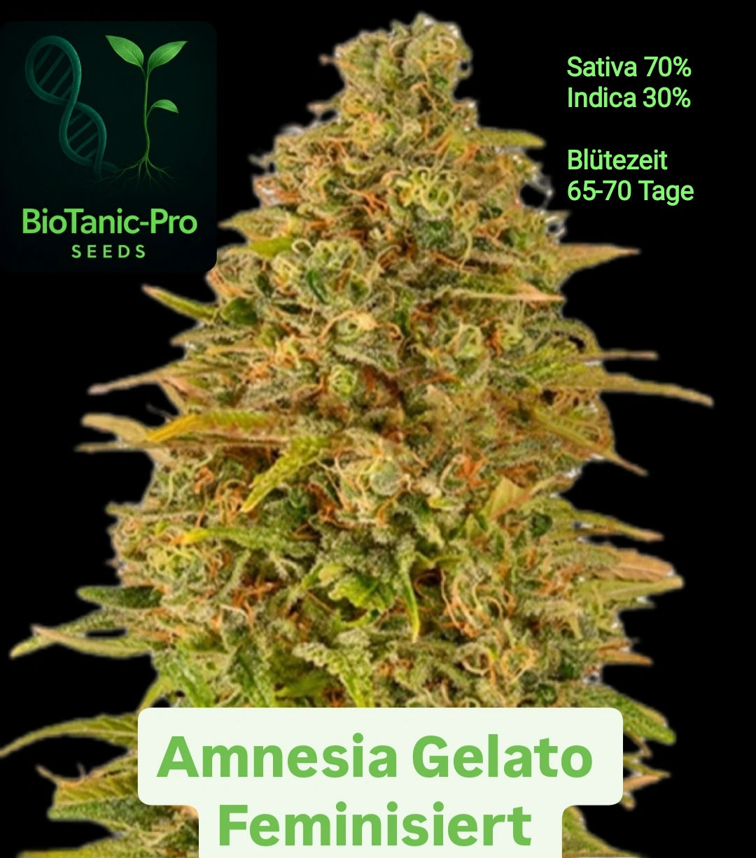 BioTanic-Pro Amnesia Gelato Feminisiert Sativa 70% Indica 30% Blütezeit 65-70 Tage Der Sativa Gigant XXL